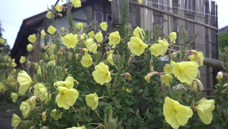 oenothera biennis is blooming hilly areas home