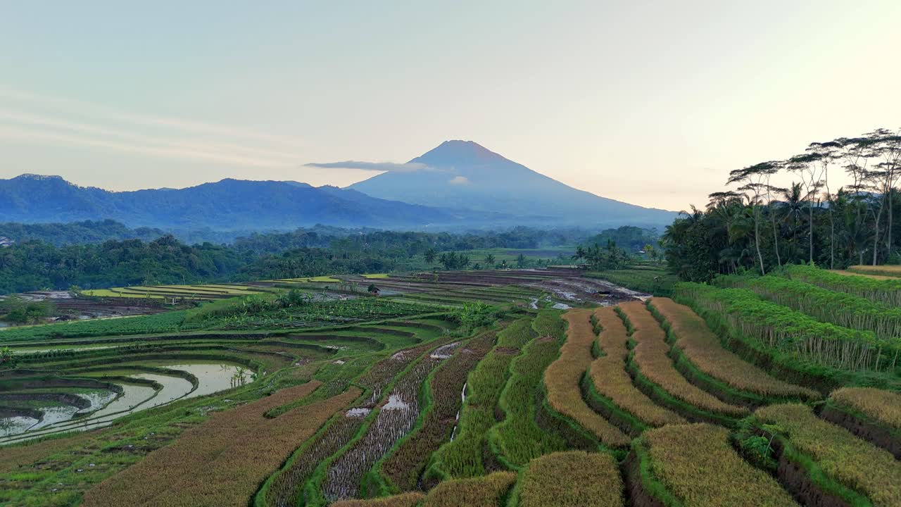 Cinematic aerial landscape of endless rice terraces stretching towards majestic mountains at dawn. Tropical nature landscape, Indonesia.