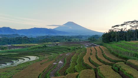 cinematic aerial landscape of endless rice terraces stretching towards majestic mountains at dawn. tropical nature landscape, indonesia.
