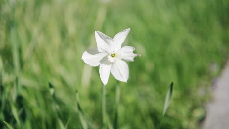 a single white flower in the grass moves in the wind, illuminated by the sun. close-up shooting