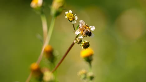 honey bee works hard at finding pollen and nectar on yellow flowers, close up