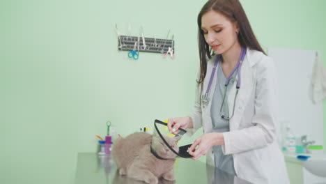 veterinarian examining a cat with e-collar