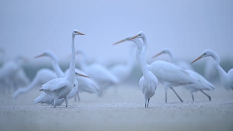 flock of great egrets bird feeding on fish in shallow pond water in misty morning