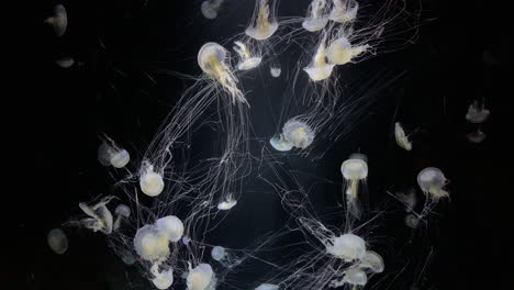 jellyfish - chrysaora lactea - at kamon aquarium, japan