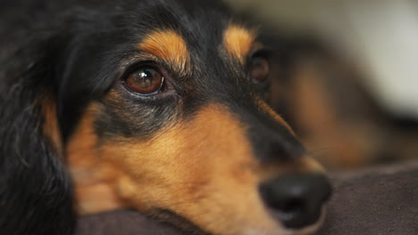 Cute-dachshund-sausage-dog-resting-on-a-brown-sofa-with-big-round-eyes