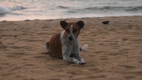 perro sentado en la playa negombo sri lanka