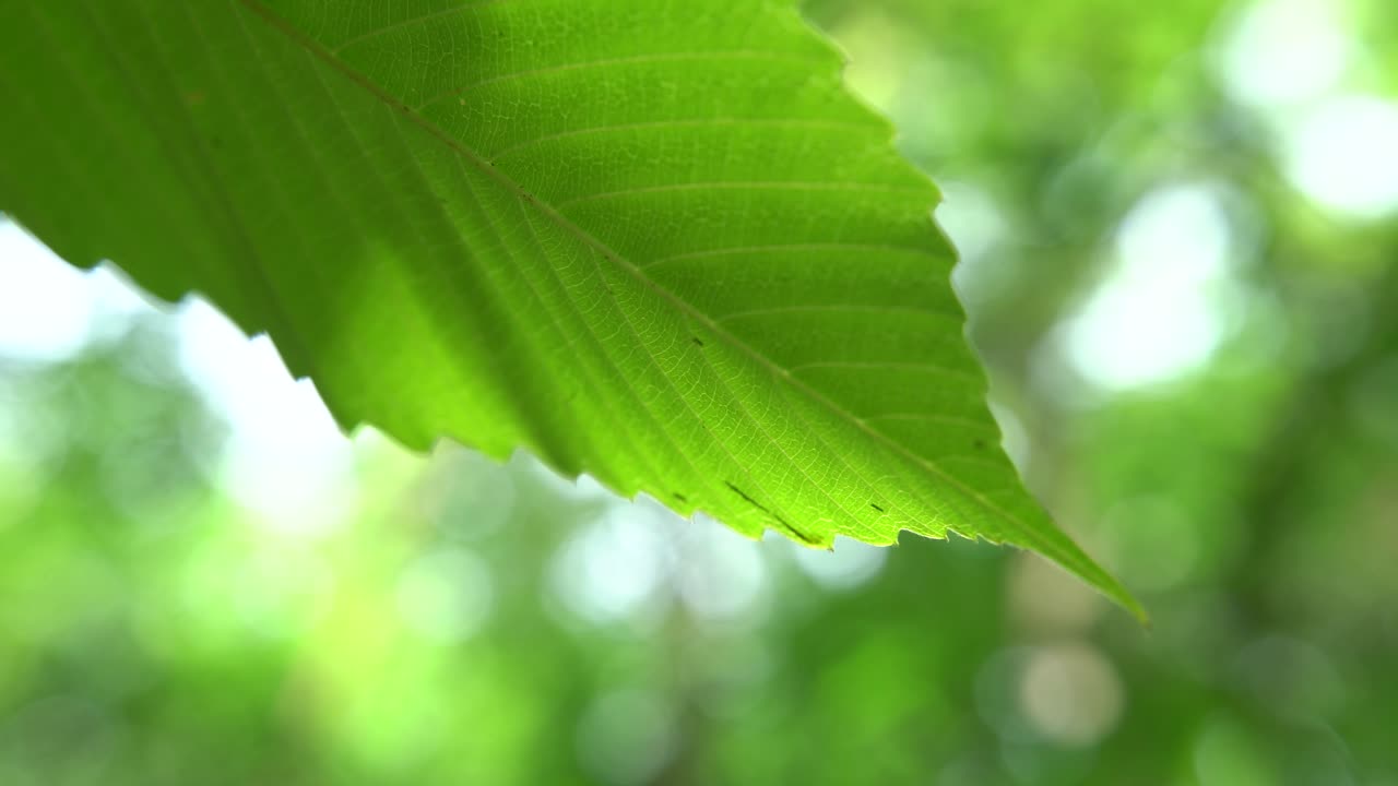 Close up picture of leaf in unknown tree