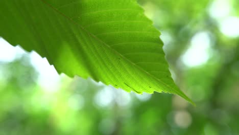 Close-up-picture-of-leaf-in-unknown-tree