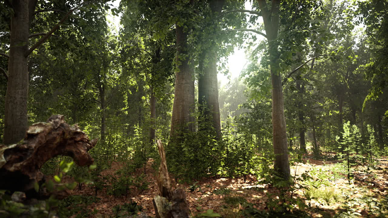 bosque de haya brumoso en la ladera de la montaña en una reserva natural