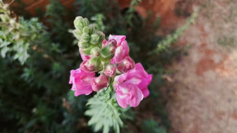 Flor-De-Dragón-De-Jardín-Que-Sopla-En-La-Brisa,-De-Mano