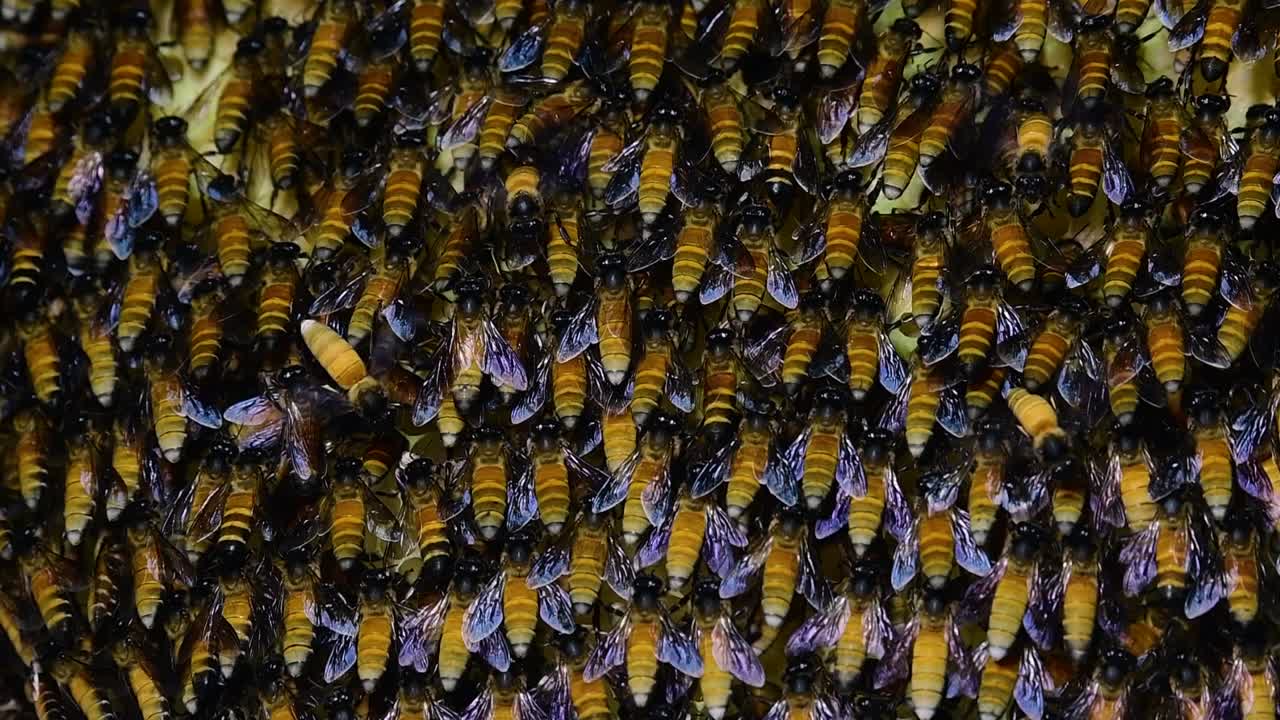 se sabe que las abejas melíferas gigantes construyen grandes colonias de nidos con bolsillos simétricos hechos de cera para almacenar miel como fuente de alimento.