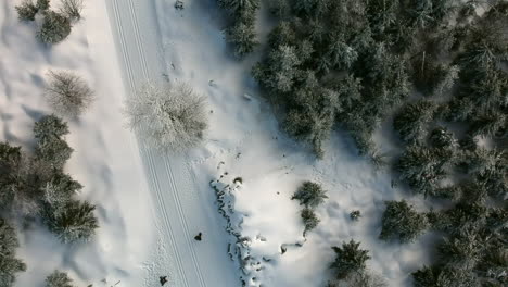 Aumento-De-La-Vista-Aérea-De-Un-Paseo-De-Dos-Personas-En-Un-Bosque-Nevado,-Selva-Negra,-Alemania