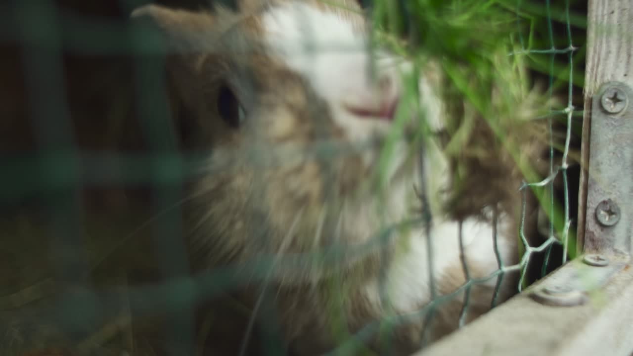 푸른 풀을 먹고 있는 새장 안의 토끼