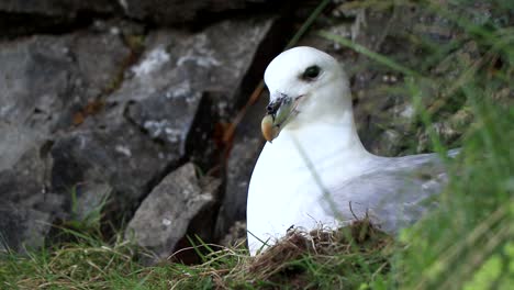 a boreal fulmar rests during a cloudy day in iceland