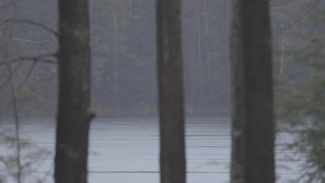 long shot of rain falling over a lake in the woods