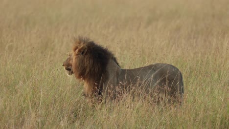 a black-maned lion lies down and disappears in the long grass in masai mara, kenya