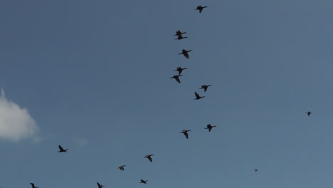 toma en cámara lenta de una bandada de cormoranes negros volando en el cielo, visto desde abajo
