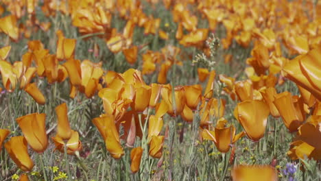 Poppies-blow-in-the-breeze-during-the-spring-bloom-in-Antelope-Valley,-California,-in-slow-motion