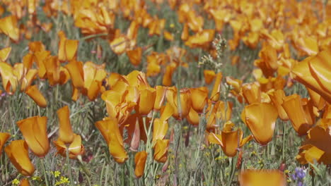 poppies blow in the breeze during the spring bloom in antelope valley, california, in slow motion