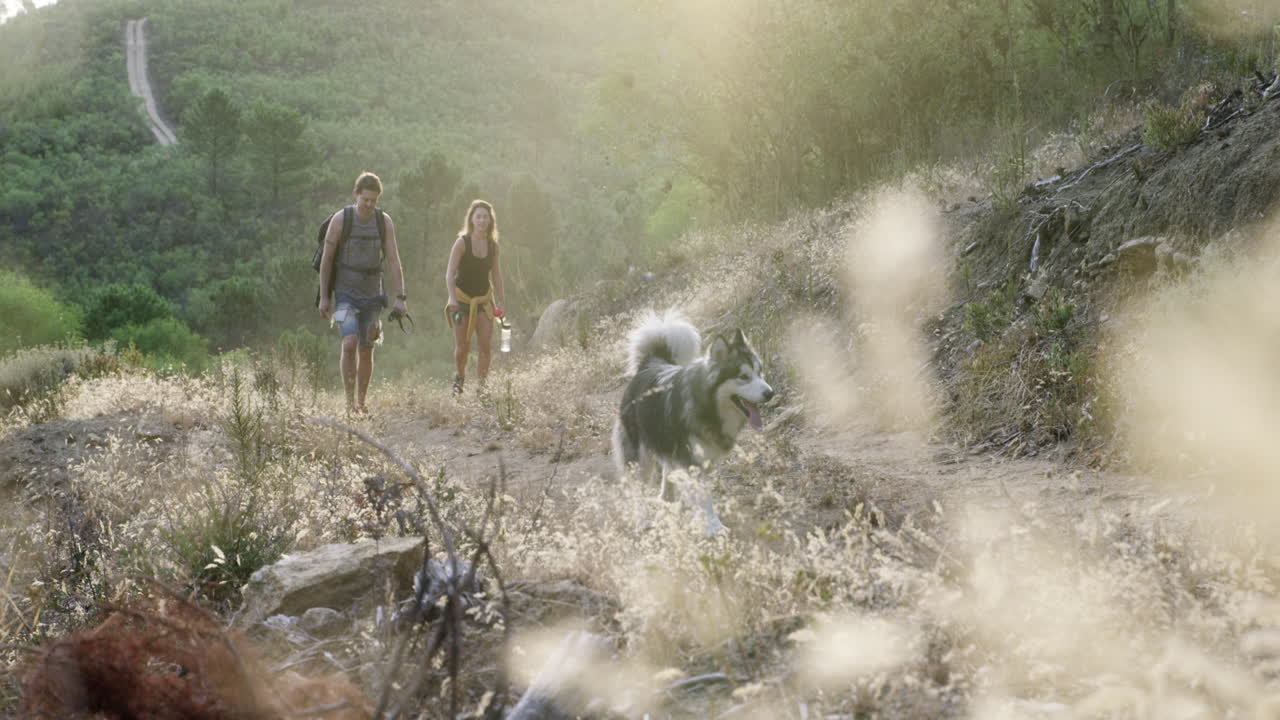 собаки пишется семья p-a-c-k