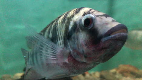 a nile tilapia swimming inside an aquarium at fish market