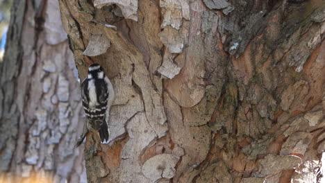 eastern hairy woodpecker probes for insects under maple tree bark