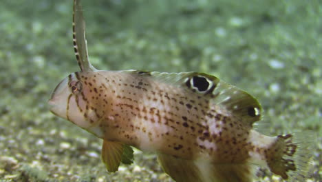 peacock razorfish subadulto flotando sobre el fondo marino arenoso