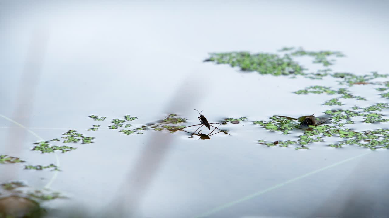 물 속에 반사되는 게리스 또는 물 벌레는 모기 애벌레의 포식자입니다.