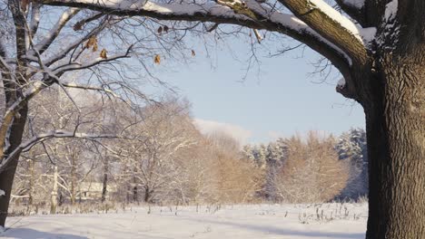 Winter-landscape-forest-and-fields,-zoom-in-view