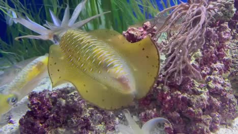 squid color changing during courtship and mating rituals