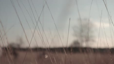 close-up-dry-grass-while-band-is-playing-in-the-background