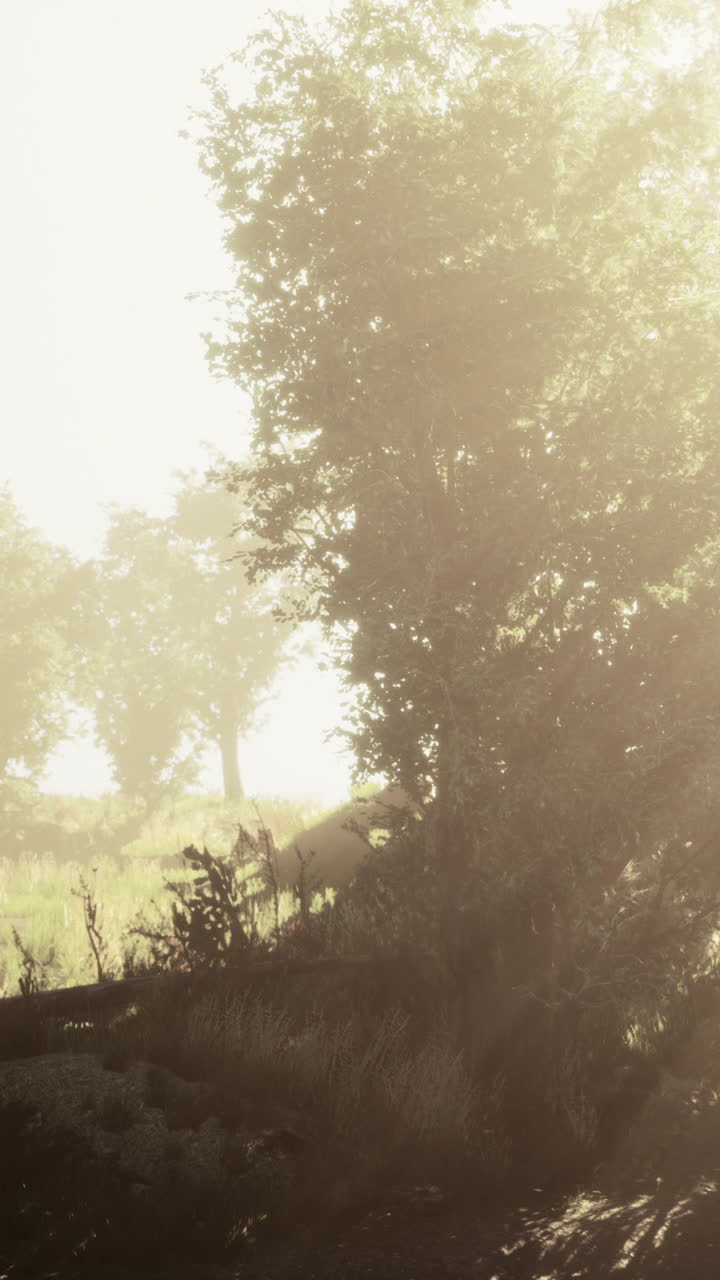 Mañana brumosa en el bosque