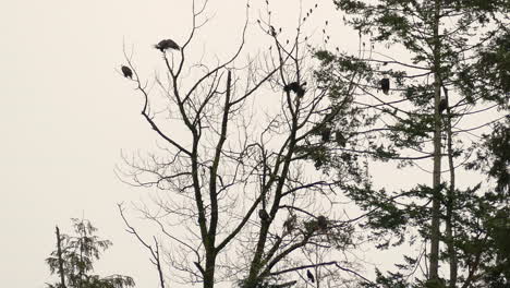 águilas-Sentadas-En-Un-árbol-En-Un-Día-Nublado