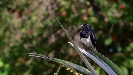 The-Oriental-magpie-robin-is-a-very-common-passerine-bird-in-Thailand-in-which-it-can-be-seen-anywhere