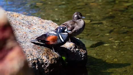 Close-up-of-Harlequin-Ducks-perched-on-a-boulder-beside-a-stream-in-the-mountains-of-south-western-Alberta