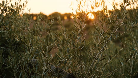 a dolly shot of some green bushes during a golden orange sunset