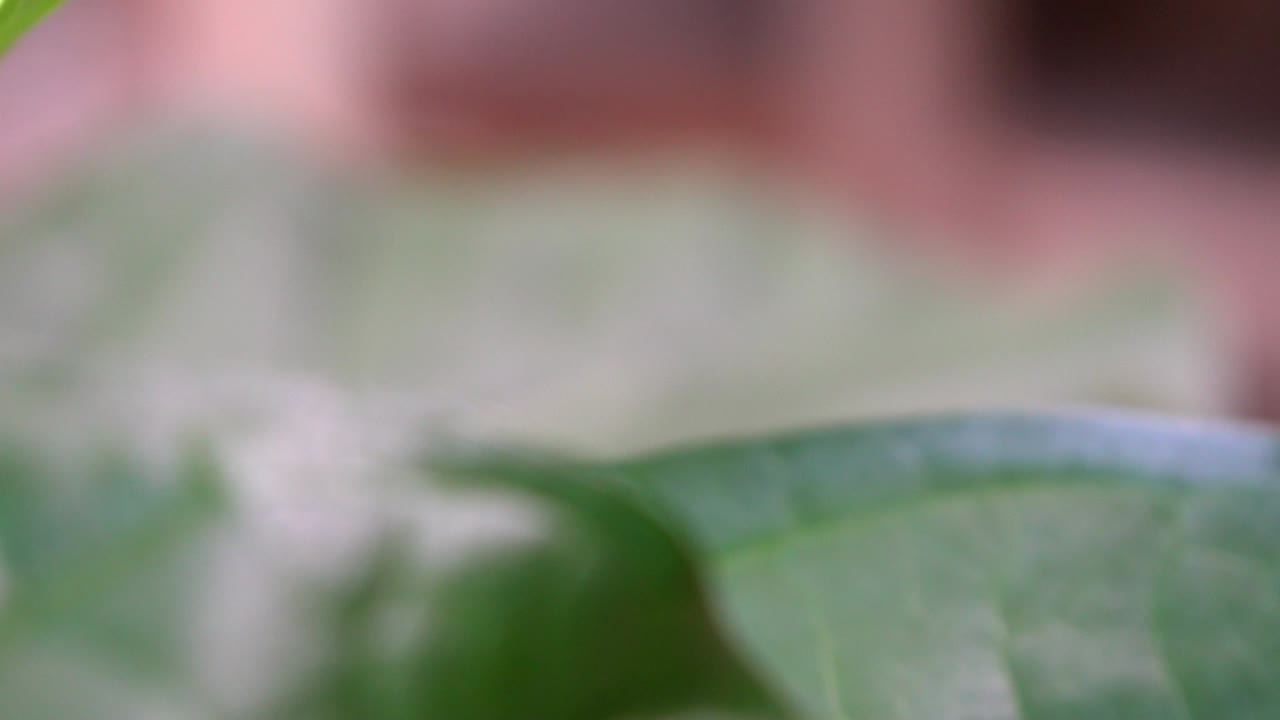 Panning threw Jungle Forest Leaves Super Close Up in Slow Motion