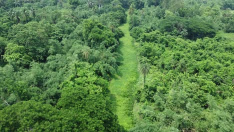 Toma-De-Vista-Aérea-Del-Bosque-Verde-Profundo