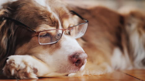 Retrato-De-Un-Lindo-Perro-Pastor-Con-Gafas