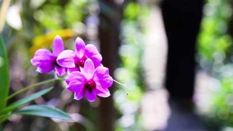 orquídeas vibrantes con movimiento de fondo borroso