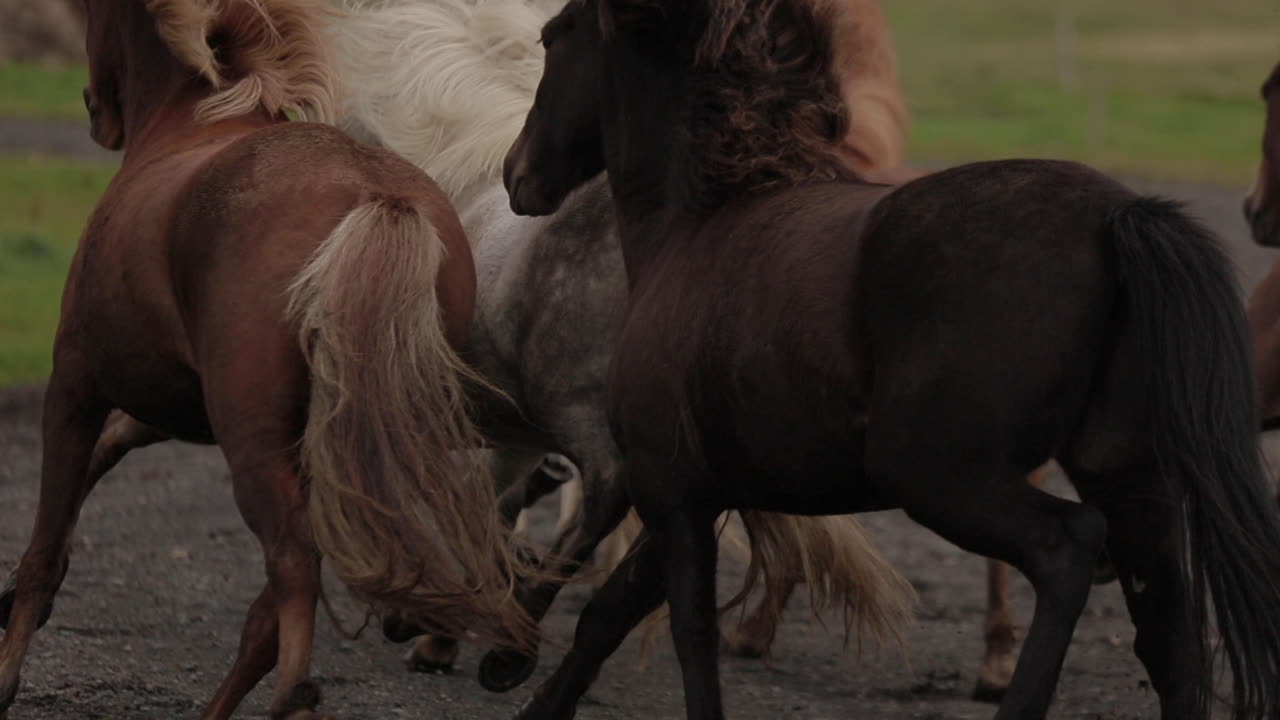 Icelandic Horses Running in a Field