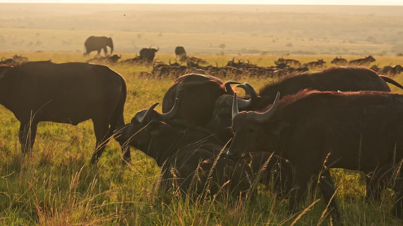cámara lenta de la manada de búfalos africanos, animales de áfrica en un safari de vida silvestre en masai mara en kenia en la reserva nacional de masai mara, hermosa hora dorada luz del sol luz en el paisaje de la sabana