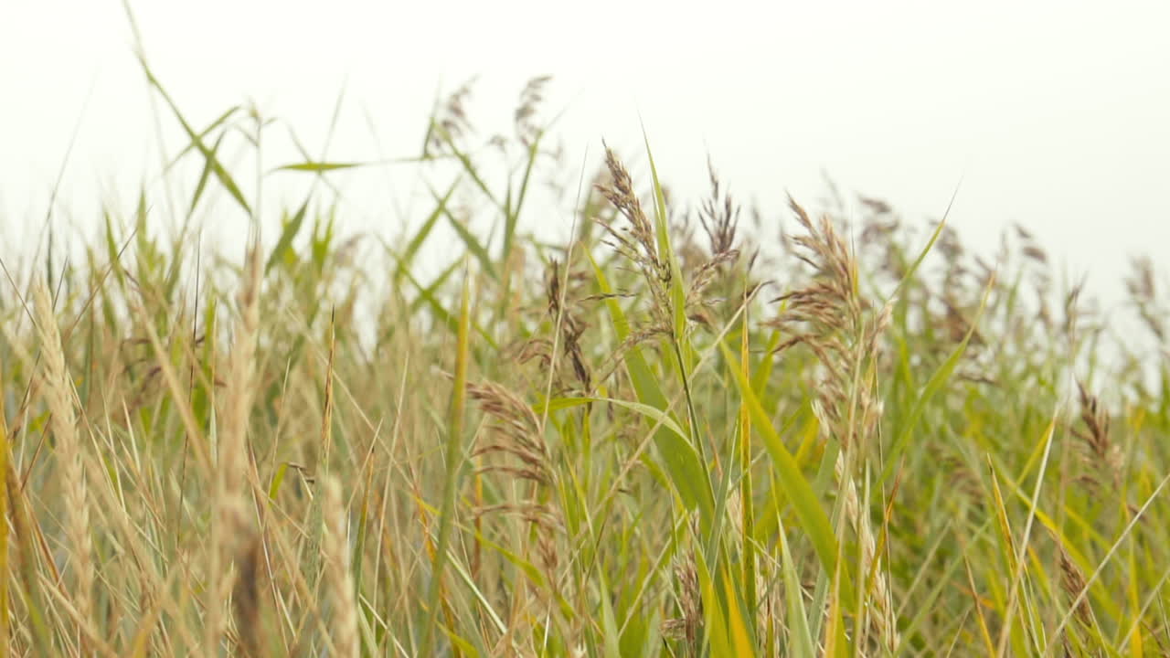 발트해에서 바람에 모래 언덕 잔디 슬로우 모션 돌리 아웃