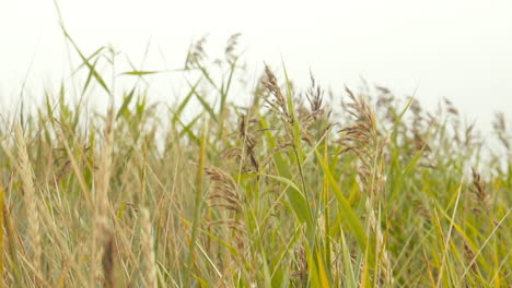 Dune-Grass-in-the-wind-at-Baltic-Sea-Slow-Motion-Dolly-Out