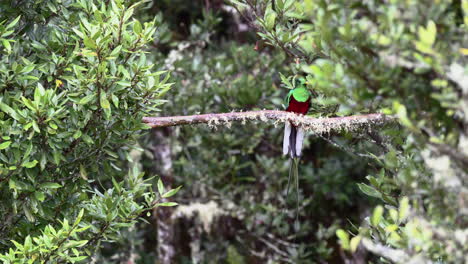 Resplendent Quetzal male and female front view perched on branch, San Gerardo Costa Rica