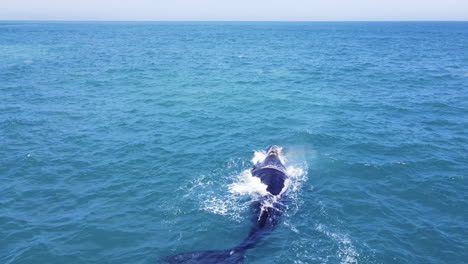 Big-female-right-whale-exhales-at-surface,-calf-plays-close-by