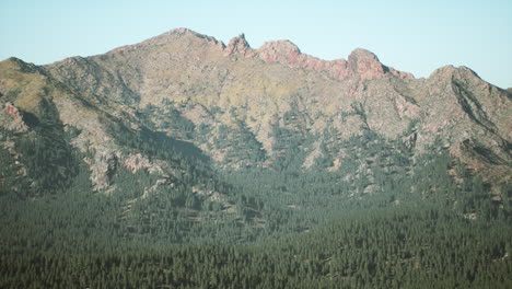 spruce and pine trees and mountains of colorado