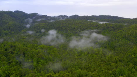 What-lies-beneath-the-trees?