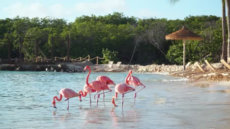 Flamencos-Rosados-Felices-En-Una-Playa-En-Aruba-En-El-Caribe-Al-Atardecer