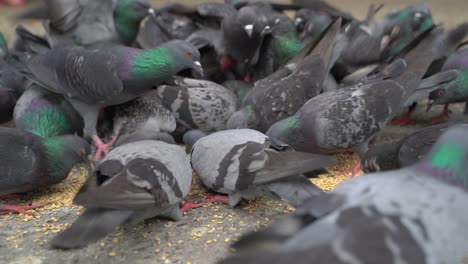 Pigeons-eat-food-on-the-streets-of-Kolkata